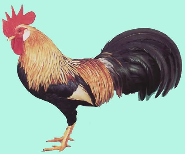 Italiener orangefarbig